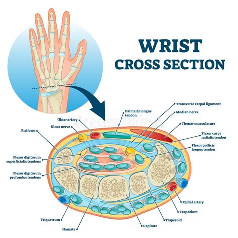 Wrist Compartment Anatomy