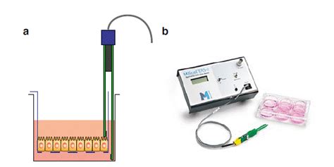 Measurement Of Transepithelial Electrical Resistance Teer