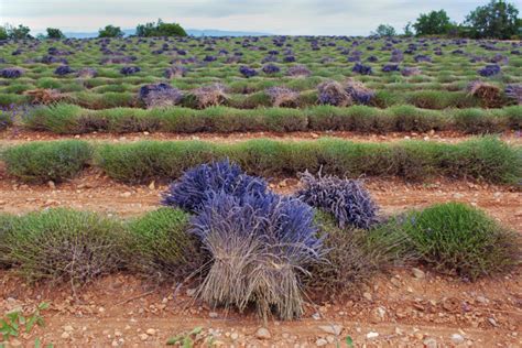 Lavendel überwintern So gelingt es im Beet Topf