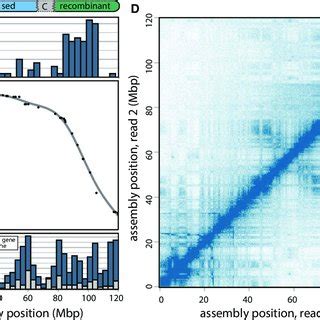 Recombination Suppression Gene Content And Chromatin Configuration