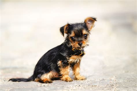 Why every Yorkie terrier mix owner is obsessed with this breed 25
