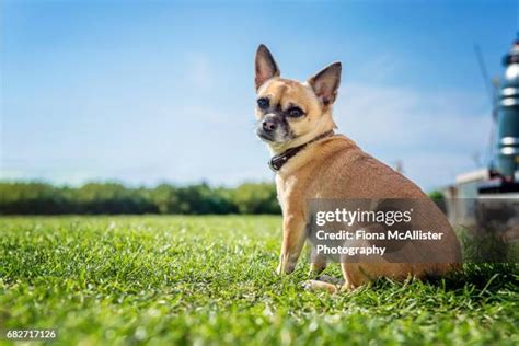 375 Chihuahua Weather Stock Photos, High-Res Pictures, and Images ...