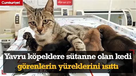 Yavru K Peklere S Tanne Olan Kedi G Renlerin Y Reklerini S Tt Youtube