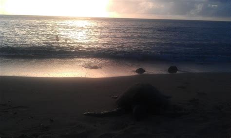 Turtle beach sunset North Shore, Hawaii | Beautiful destinations ...