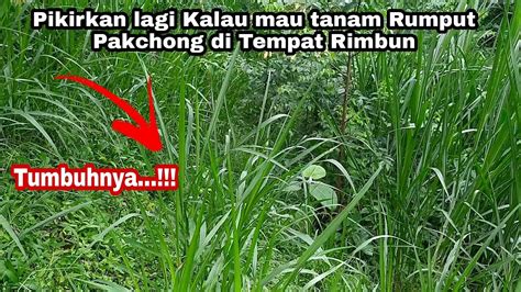 Tanam Rumput Pakchong Di Tempat Rimbun Hiyeum Perlu Dipikir 2 Kali