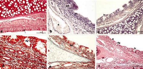 Epithelial And Goblet Cells G And Connective Tissue Of Nasal Mucosa