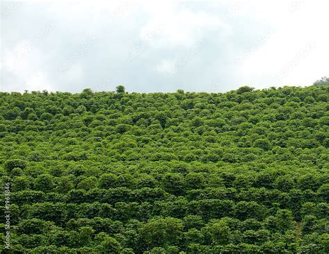 coffee plantation Stock Photo | Adobe Stock