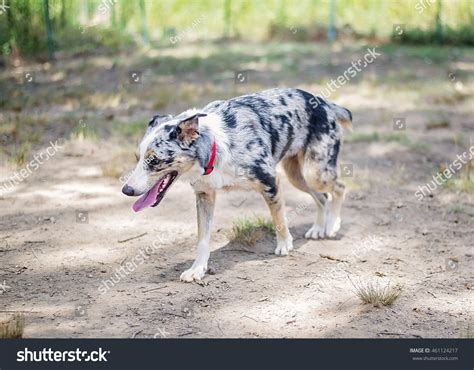 Australian Shepherd Cattle Dog Mix Shelter Stock Photo 461124217 ...