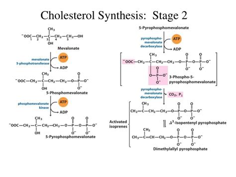 PPT - Cholesterol biosynthesis PowerPoint Presentation, free download ...