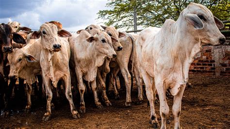 FEIRA DE GADO EM CARUARU PE GADO NELORE PURO DISPONÍVEIS 29 11 2022