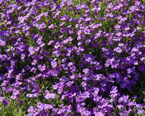 Aubrieta Cascade Blue Kopen Randjesbloem