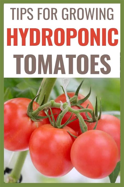 Growing Hydroponic Tomatoes