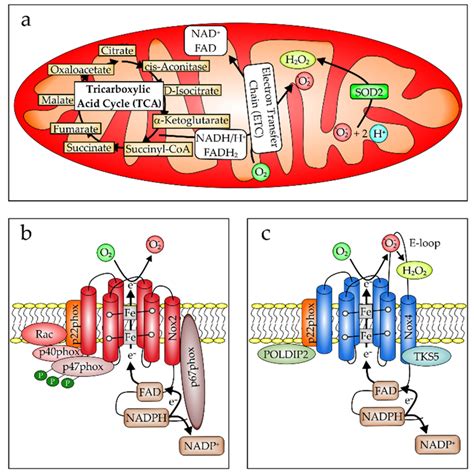 Intracellular Ros Production A Mitochondria Are An Important Source Download Scientific