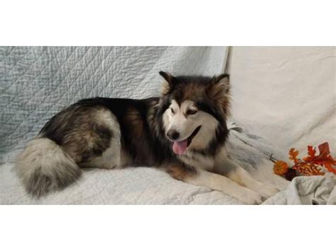 8 Alaskan Malamute puppies for sale Luverne - Puppies for Sale Near Me