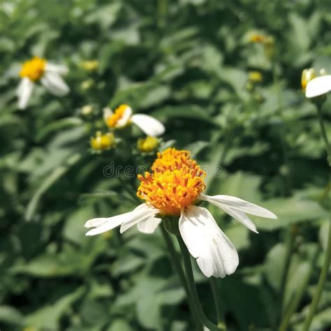 Flores Amarelas Brancas E Brancas No Meio De Um Campo Imagem De Stock