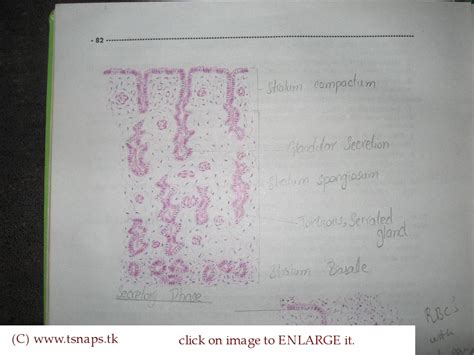 Histology Slides Database: histological diagram of uterus in secretory phase