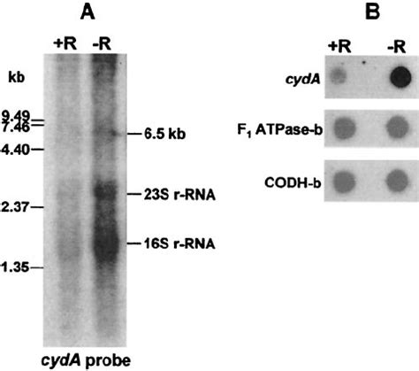 Alignment Of The Deduced Amino Acid Sequences At The COOH Terminal End