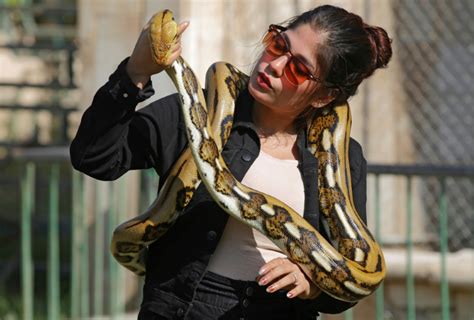 Estudo mostra que cobras fêmeas têm clitóris essencial para sua