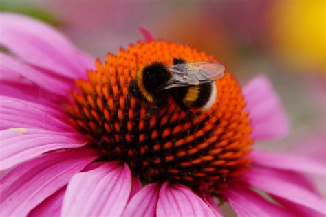 Bee On Job Steen Jeppesen Flickr