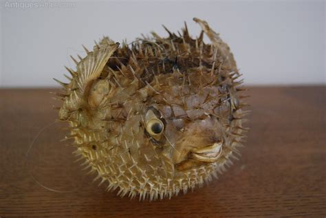 Antiques Atlas - Taxidermy Puffer Fish