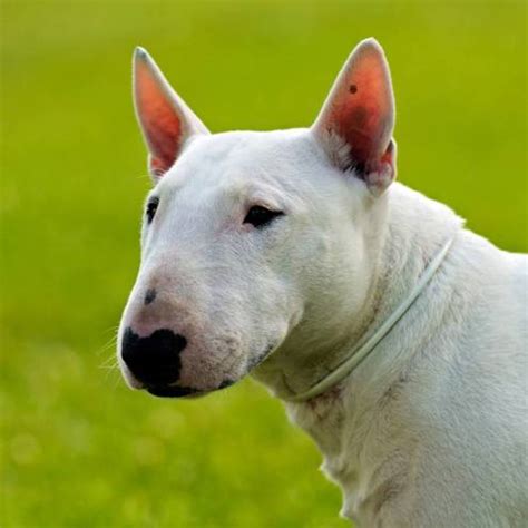 Bull terrier características carácter y cuidados