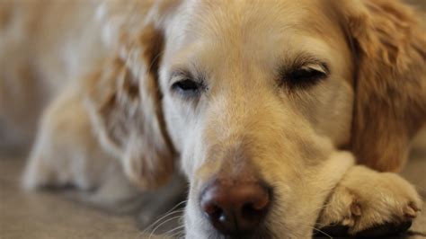 無料画像 子犬 可愛い ペット 睡眠 昼寝 鼻 ゴールデンレトリバー ベッド 脊椎動物 疲れた 犬種 レトリーバー