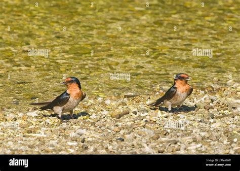 Southern Tern Southern Terns Songbirds Animals Birds Swallows