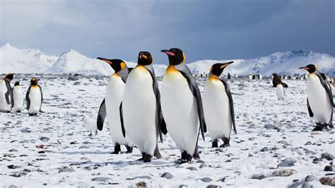 14 Types Of Penguins (With Pictures!) - Avesei.com