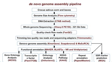 Schematic of de-novo genome assembly and annotation pipeline. Black ...