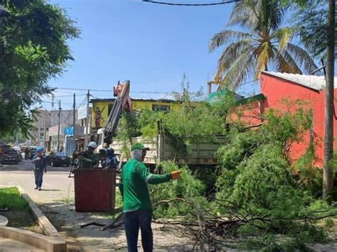 Enosa y Municipalidad de Piura continúan realizando poda de árboles