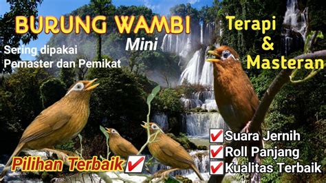 BURUNG WAMBI MINIPILIHAN TERBAIK UNTUK TERAPI DAN MASTERANBURUNG