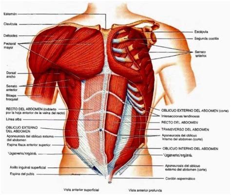 Qu Es El Diafragma Anatom A Importancia Y Funciones Demedicina