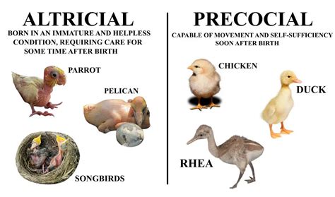 Which birds are precocial? - Birdful