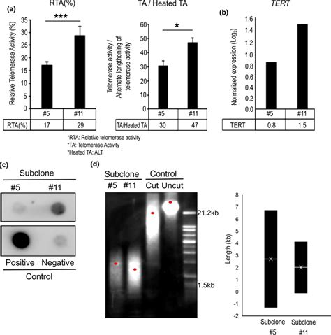 Comparison Of Telomerase Activity And Telomere Length In Download