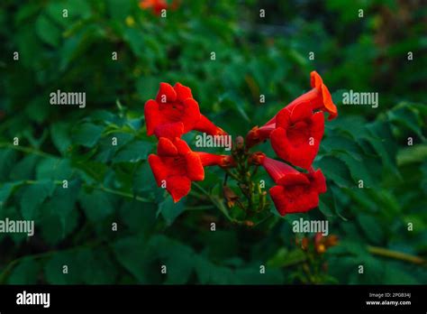 Red Flowers Of Campsis Grandiflora Along The Street In Blossoming