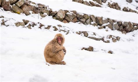 Monkey Poop Everything Youve Ever Wanted To Know A Z Animals