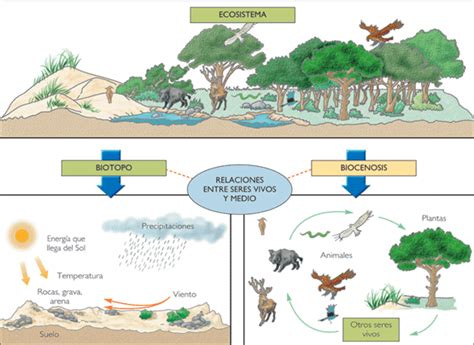 Ecosistemas Renovables Investigación y Acción Día Mundial Forestal