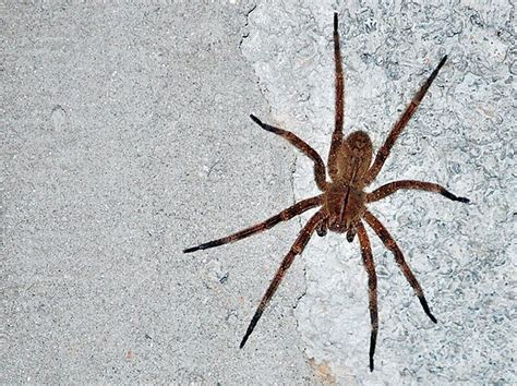 As Picadas De Aranha Mais Comuns Veja Os Sintomas E Como Tratar Mega