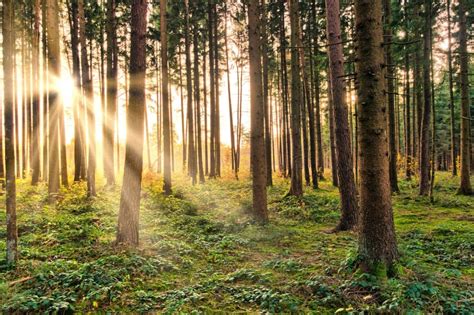 Kan U Door Het Bos De Bomen Nog Zien Bijster