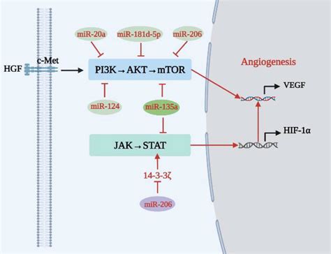 Frontiers Novel Angiogenic Regulators And Anti Angiogenesis Drugs