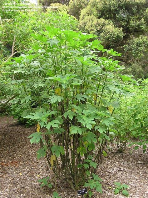 Plantfiles Pictures Tithonia Species Mexican Sunflower Bolivian