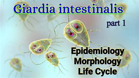 Giardia Intestinalis Habitat Epidemiology Morphology Life Cycle