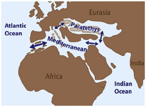 Miocene Map