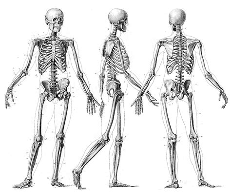 Résultat de recherche d images pour squelette humain profil Skeleton