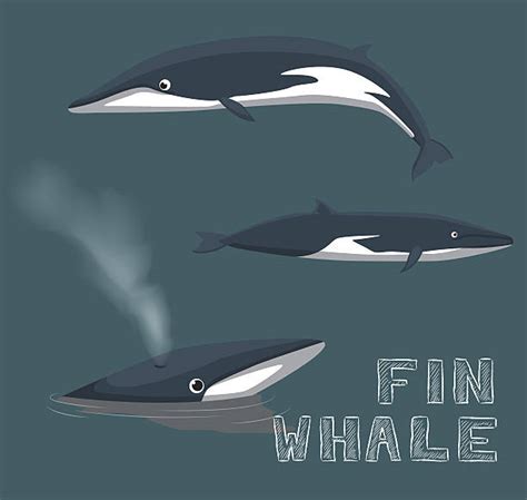 Royalty Free Fin Whale Clip Art, Vector Images & Illustrations - iStock