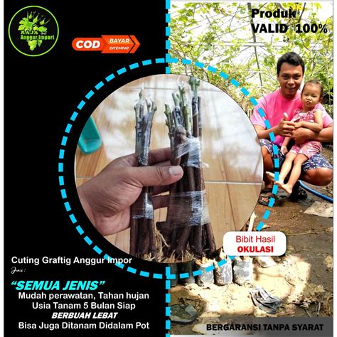 Jual Cutting Grafting VARIETAS BARU Bebas Pilih Jenis SEMUA JENIS ADA