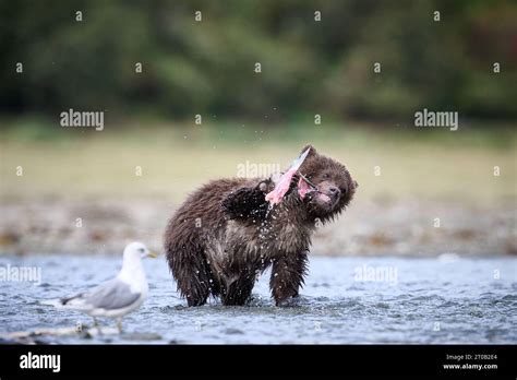 Bear cub devouring Alaska salmon ALASKA EXCITING images of a mother Kodiak bear with her two ...