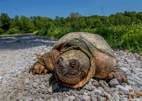 Common Snapping Turtle Emuseum Of Natural History