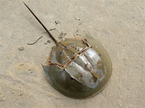 Friends of Animals | NY must protect horseshoe crabs as study reveals