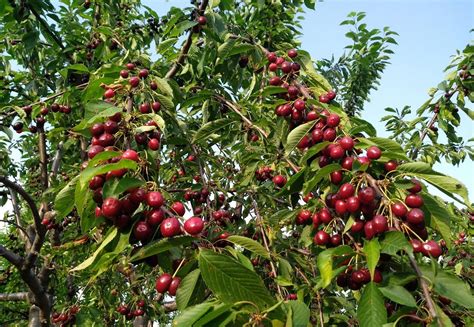 Сорта вишни для Подмосковья: описание лучших 30 видов, посадка и уход ...